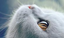 仰望天空的猫读后感