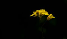 一朵油菜花的启示