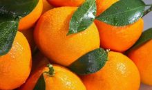 又是一年柑橘红