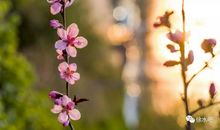 等你是花开的守望