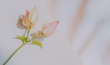 确幸轻悄岁月静好