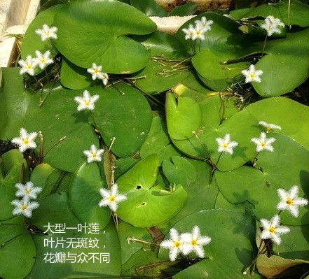 如果我是叶子