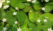 假如我是一片叶