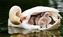 面对无私的母爱