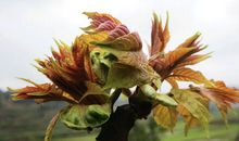 寻找大自然的秘密