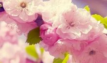 一抹春风，一个微笑