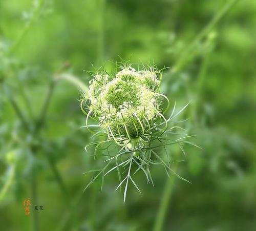 夏天的花朵还在