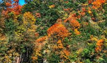 没有霜降的秋天