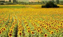 游花海乐园作文