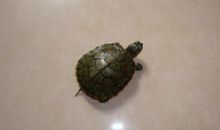 我家有只小乌龟