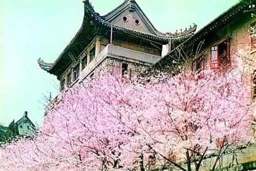 吴大建樱花