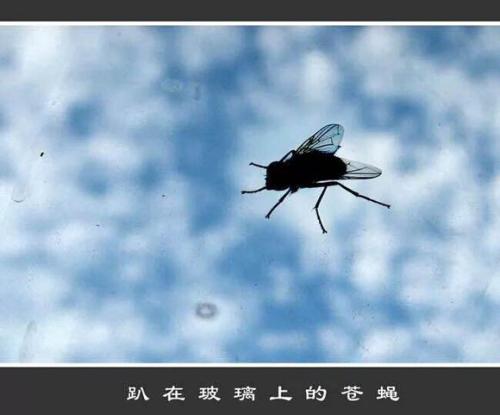 我是一只败生的苍蝇。
