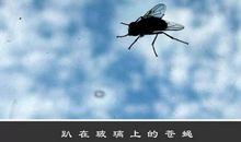 我是一只奋进的苍蝇