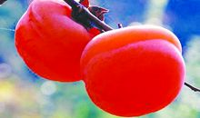 苦难也是一种营养