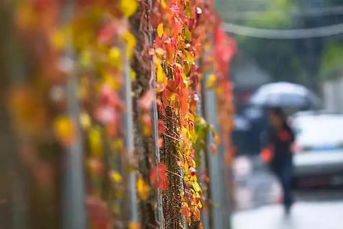 阅读“仔细落叶”