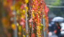 读《小心落叶》有感