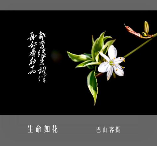 生活就像鲜花，它远非如此