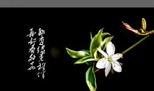 生命如花，且行且珍惜