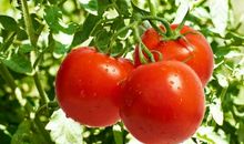 一株蕃茄的启示