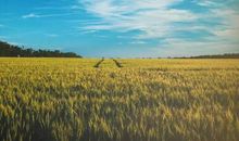 遗憾亦是一种美丽