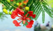 触动我心灵的凤凰树