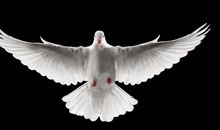 中考意味着展翅飞翔