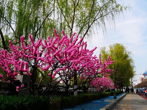 再见花红色柳树绿色