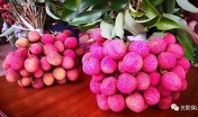 荔枝为我们架起的桥梁