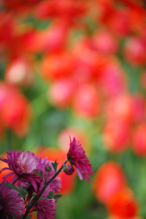 落花