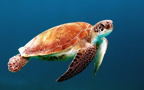 海洋生活