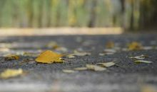 六年岁月，如同秋枫落叶