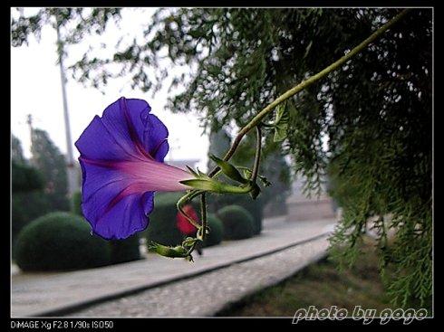 风吹柳，开花时间