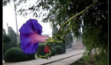 风吹柳絮，花开时节