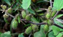 那苍耳般的牵挂