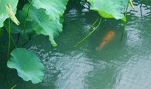 在雨幕的风中想你