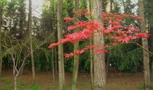 万绿丛中一点“青”