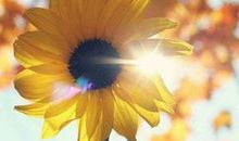 我是成长路上的一株向日葵