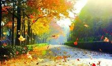 一片落叶也是一道风景