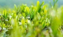 无论春天多么遥远