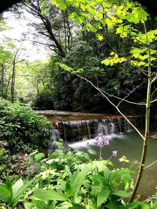 心脏在海上开花