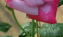 生命中的风雨彩虹