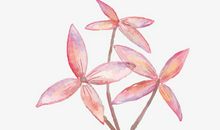 美德一朵用不枯萎的花