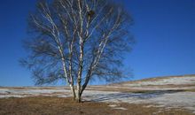 一颗小树的故事