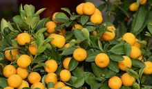 秋送金桔来