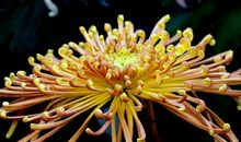 又到菊花盛开时