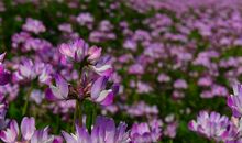 心底盛开礼仪之花