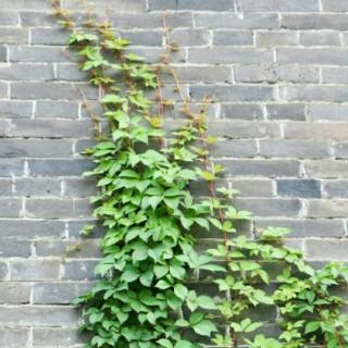 最绿色的爬山虎