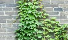 最绿的那片爬山虎