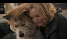 动物的感人故事