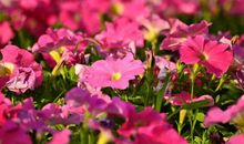 坚守心灵的执着